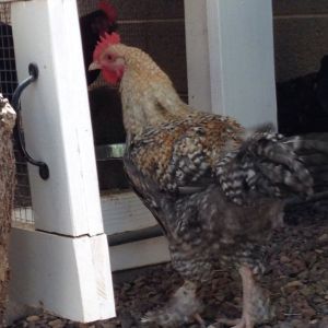 Our 3-month-old French Golden Cuckoo Marans rooster
