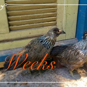 8 weeks old