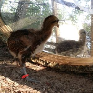 BBR Araucana checking out the chick in the mirror