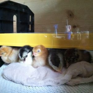 Day two, all snuggled up under the warmer.  Amelia, Morgaine, the Buckeye, Victoria, Clara and Baby was behind.