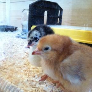 Day 3, Morgaine and the Buckeye have both lost their egg tooth