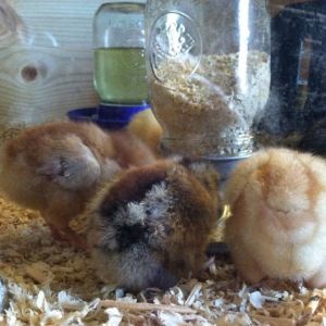 Day 4, fuzzy butts eating.  The Buckeye, Clara and Amelia.