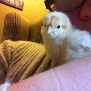 Day 5, Baby Buff snuggle time