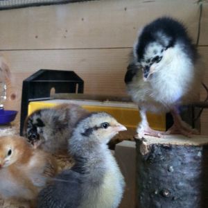 Day 9, Victoria inspects Morgaine's feathered feet