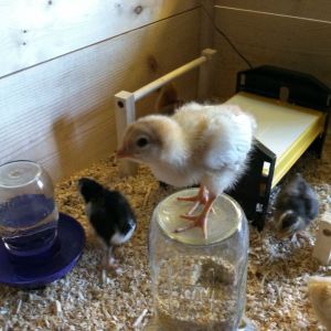 Day 13, Amelia the bold at the top of the feeder