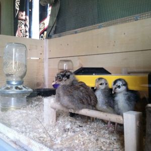 Day 18, Victoria and Morgaine look like two mischievous little hobbits planning on disturbing the old wizard, here Clara on her perch