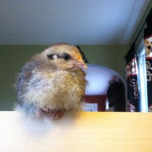 Day 19, Clara perched on the edge of the brooder.
