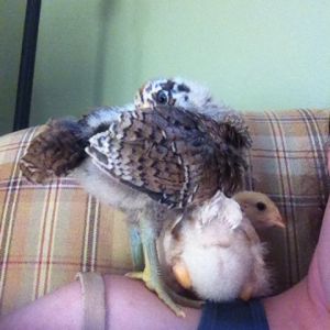 Day 20, Clara peeks from behind her wing while Amelia peers around her tail.