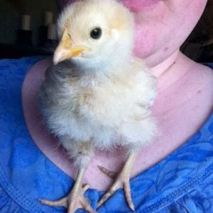Day 22, Baby Buff is a good lap chicken, shoulder chicken and hear a chest chicken.  I'm actually standing up here.  She also likes standing on the back of my neck and head.