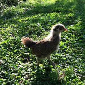 Day 23, Clara in the clover.  Check out that tail!