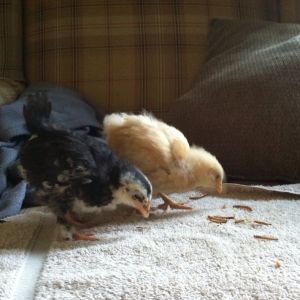 Day 25, dark and light.  Morgaine the Black Copper Marans and Baby Buff the Buff Orp are the closest in size at this point.