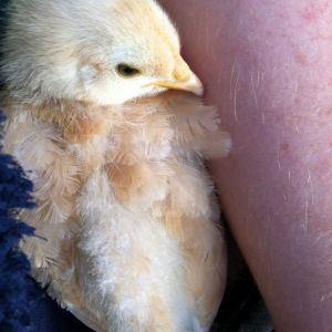 Day 26ish, sweet Baby Buff snuggled against my arm after foraging