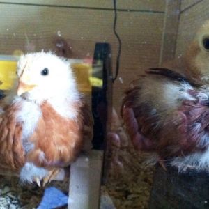 Day 27, Ginger and Mahogany- Amelia and the Buckeye