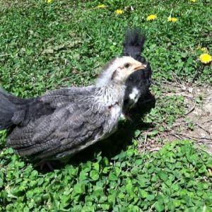Day 30, Victoria out with Morgaine, love her long low body and fan tail