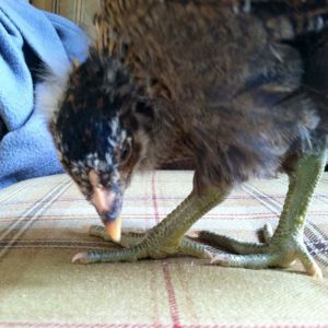 Day 31, Clara's green leg glamour foot shoot.  This one shows off the black feathers coming in on her head