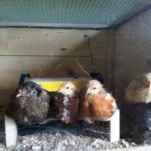 Day 33, Clara, the Buckeye, Amelia and Baby Buff.  Top three on the perch and our sweet fluffy orp on the stump.