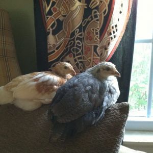 Day 35ish, Amelia and Victoria are actually seen perching or snuggling together quite a bit