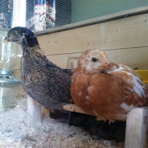 Day 37, Clara and Amelia, such big girls