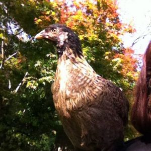 Day 43, Clara the shoulder hawk... err Easter Egger