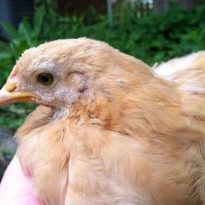 Day 47, just noticed Baby's wattles coming in after almost stepping on her and seeing a pink line under her beak.