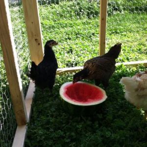 Day 49, watermelon in the finally built pen/tractor!