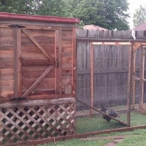 Here is our coop. I know its small but its right for us. When everyone (two cats, a dog and a couple of busy toddlers) gets a little more use to each other they can roam about a little more freely.