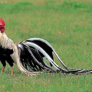 The beautiful Japanese heritage chicken breed, Yokoham