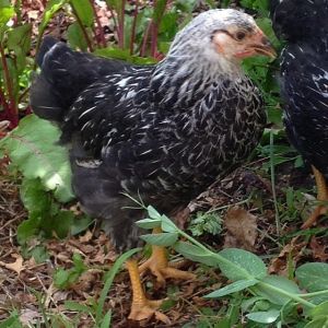 Buck Cluck 6 wks