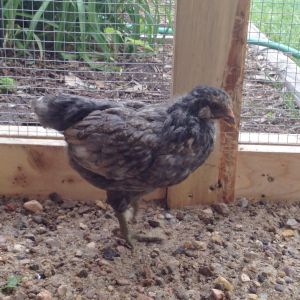 Peep 5 wks