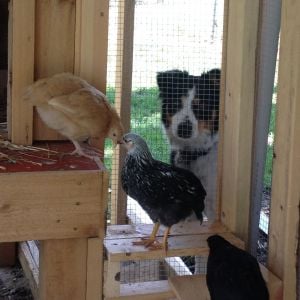Guard Dog Izzy watching Buck Cluck, Chicken Little and Jane Snow