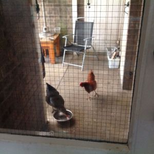 The dog lets the girls nibble his dinner!