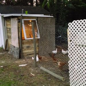 I built this coop and run off the side of a utility shed with pallets scrap wood and some trees for post with screws and wire I have $20.00 in it plus a lot of sweat my chicks are happy to be in a bigger place
