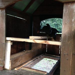 Community nest box for  4