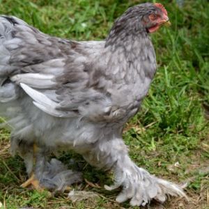 My Blue Cochin Cockerel <3