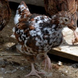 Jubilee orpington chick