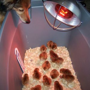 Papa Bo watching over Rhode Island Red chicks