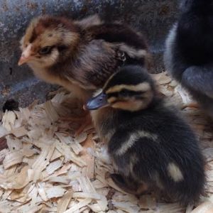 gold laced wyandotte x easter egger with mallard duckling