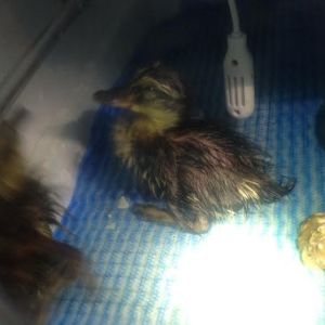 mallard ducklings