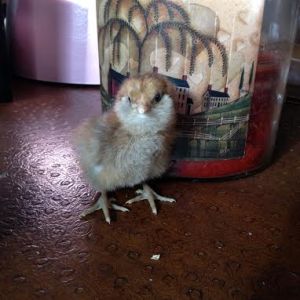 easter egger