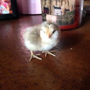 easter egger