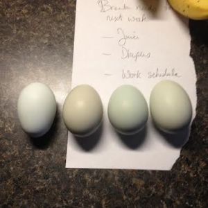 Ameraucana and EE eggs