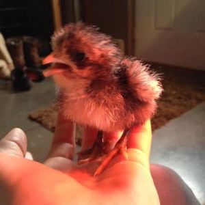Blue Jersey Giant chick