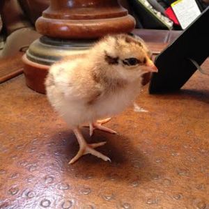 Gold Laced Wyandotte x Lemon Cuckoo Orpington
