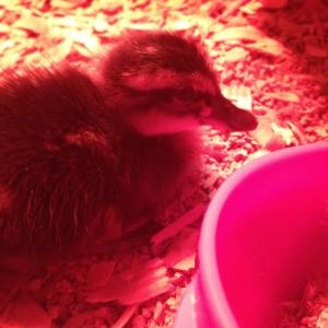 Mallard Duckling