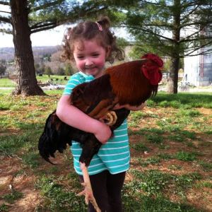 my daughter and our Gold Laced Wyandotte roo Big Boy