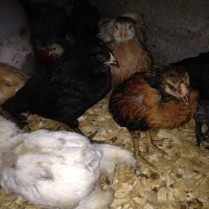 chicks