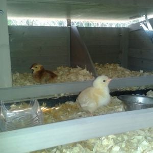 youngest chicks in top of coop