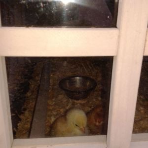 Young chicks looking through the window