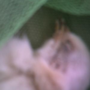 sorry about the pic quality this was as close as i could get without blurring the pic
