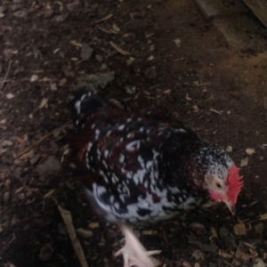 Virginia, a 12 week old speckled sussex